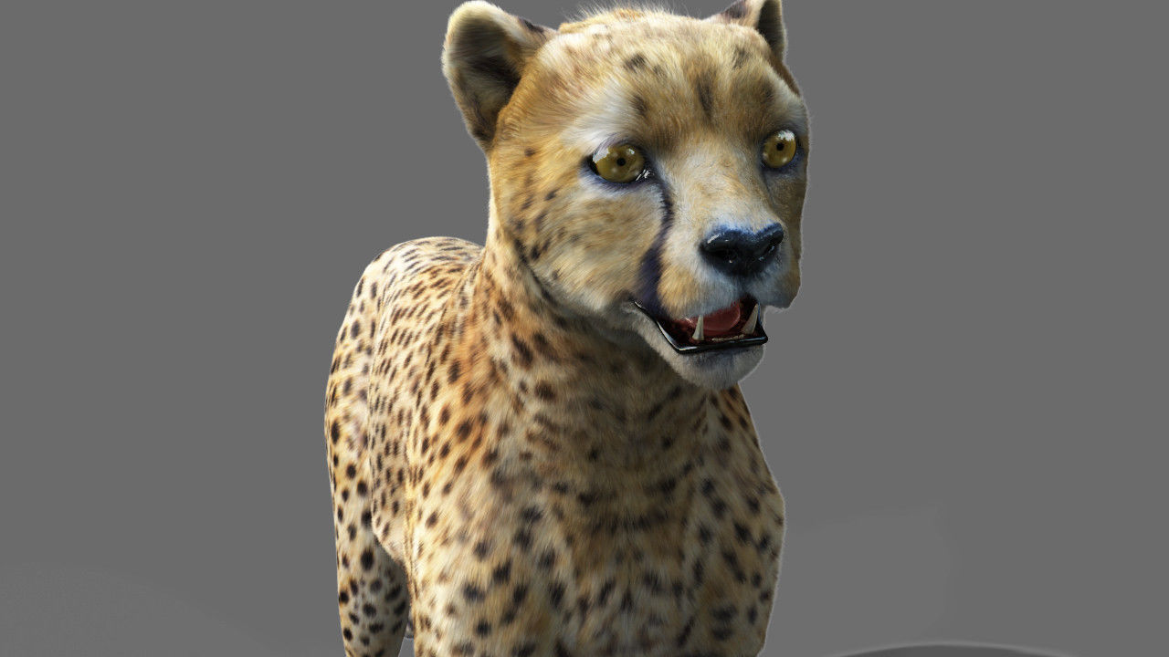 Cheetah with realistic fur Low-poly 3D model_2