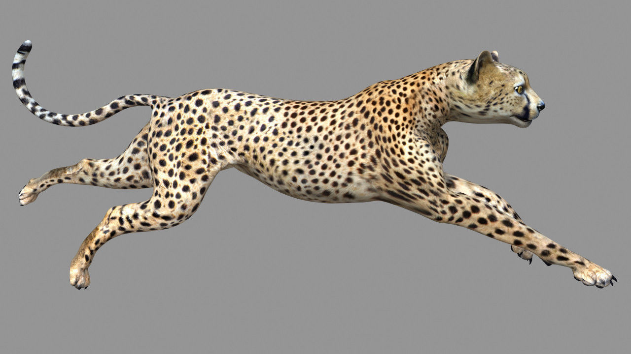 Cheetah with realistic fur Low-poly 3D model_1