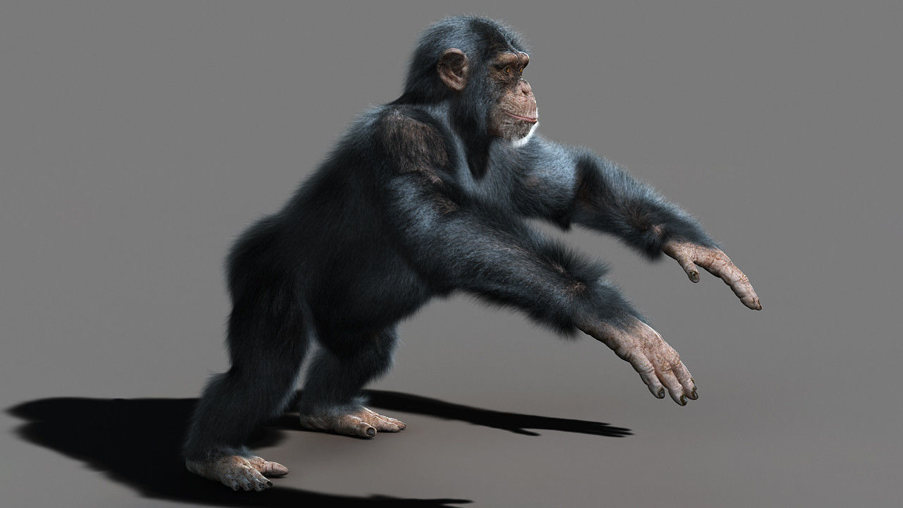 Chimpanzee with realistic fur Low-poly 3D model_3