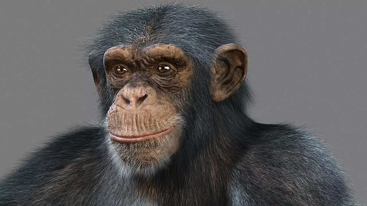 Chimpanzee with realistic fur Low-poly 3D model_0