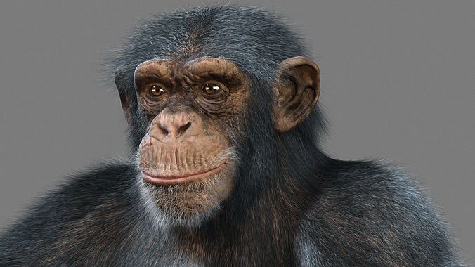 Chimpanzee with realistic fur Low-poly 3D model