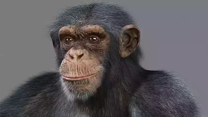 Chimpanzee with realistic fur Low-poly 3D model