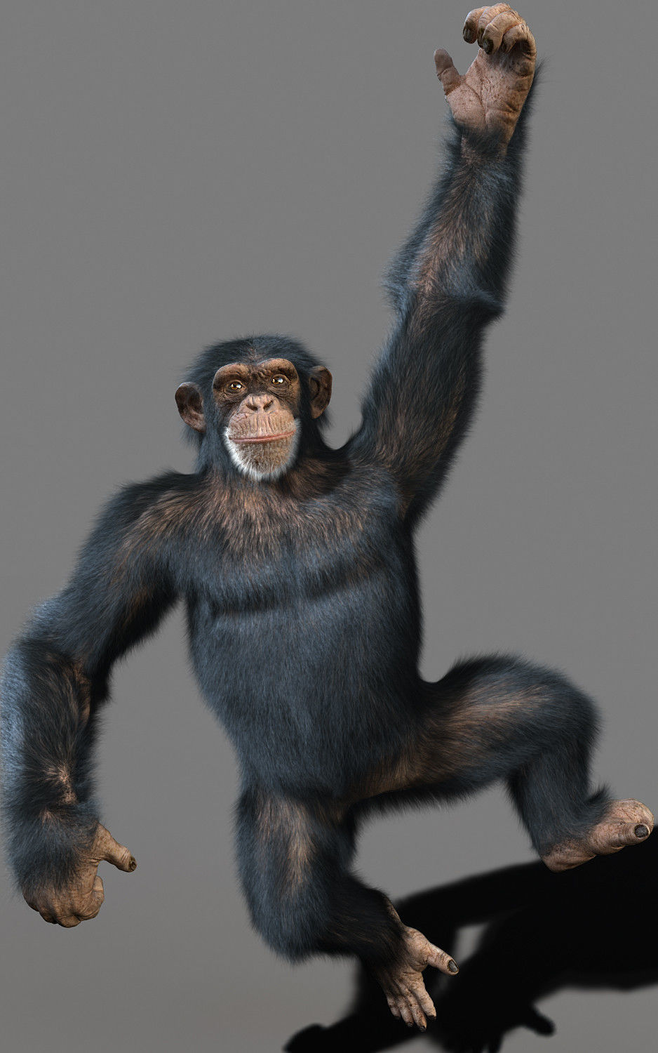 Chimpanzee with realistic fur Low-poly 3D model_5