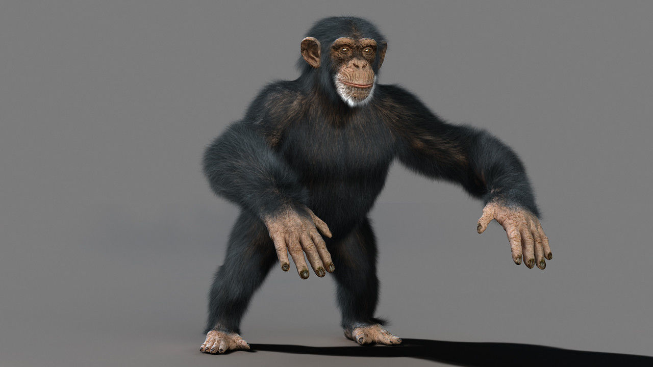 Chimpanzee with realistic fur Low-poly 3D model_2