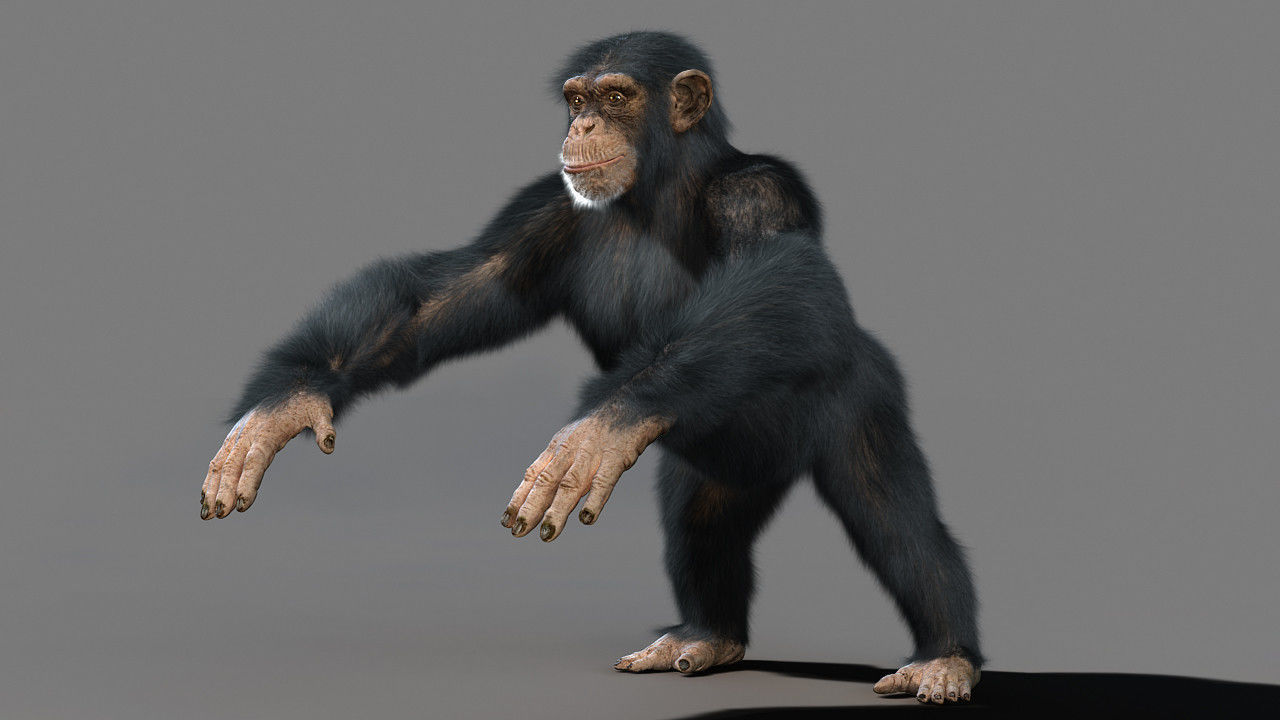 Chimpanzee with realistic fur Low-poly 3D model_1