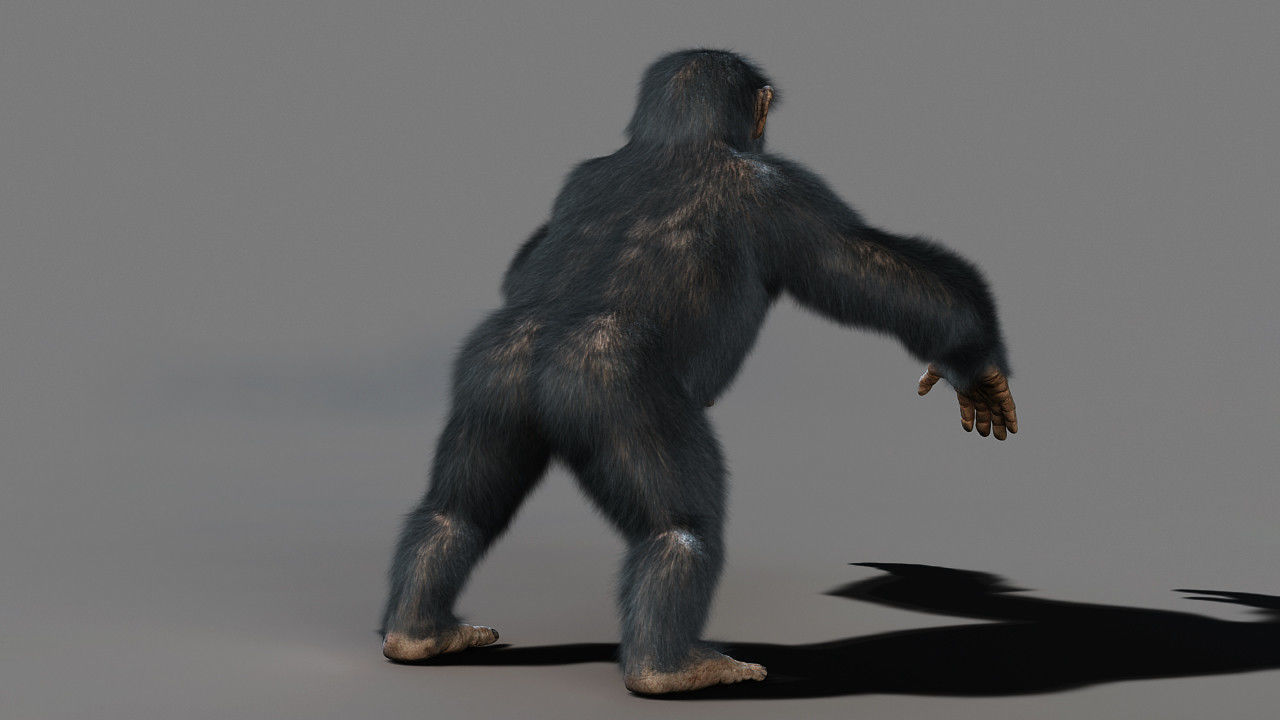 Chimpanzee with realistic fur Low-poly 3D model_4
