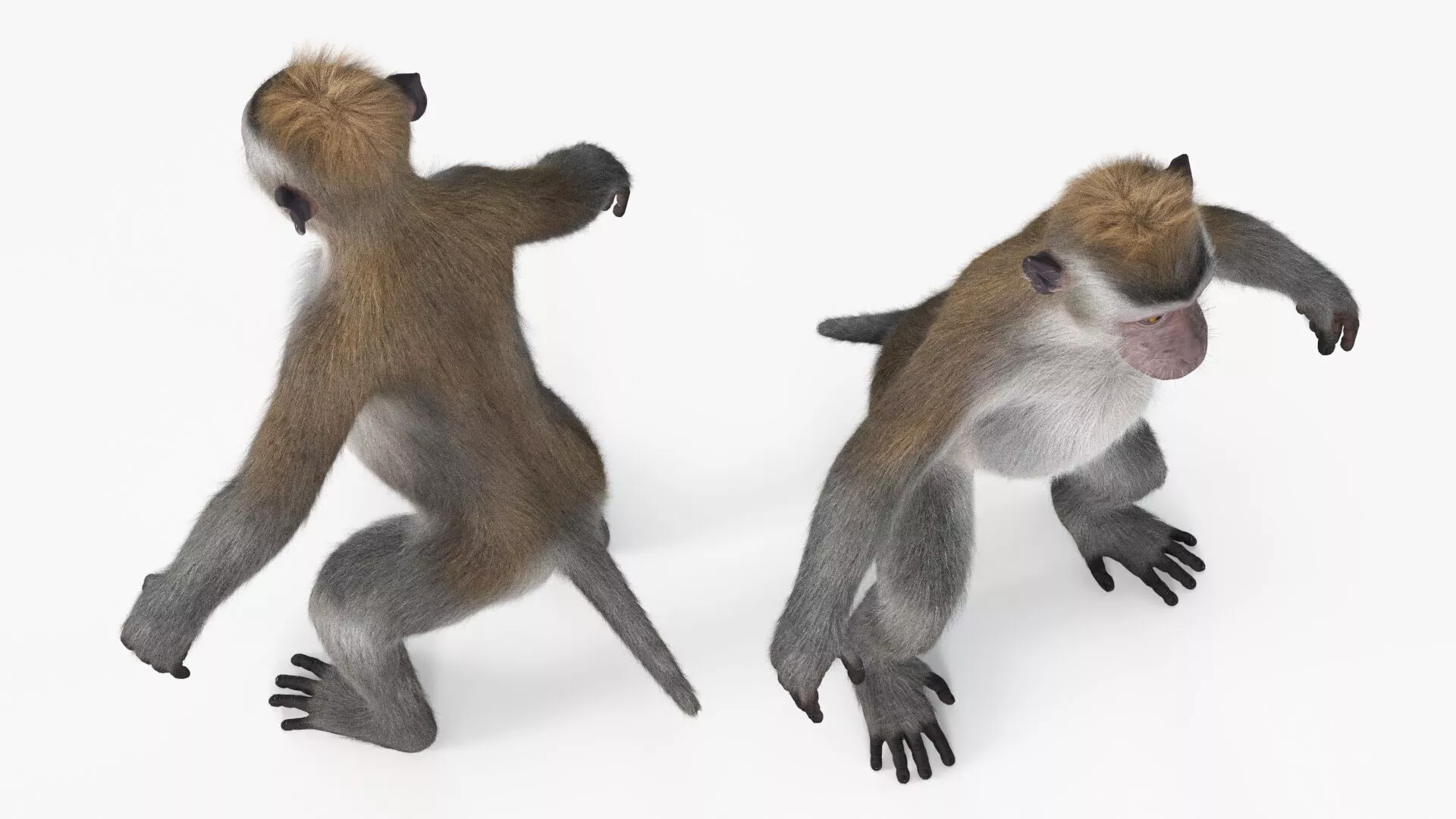 Standing Rhesus Macaque Monkey Gray Fur for Cinema 4D Rigged 3D model