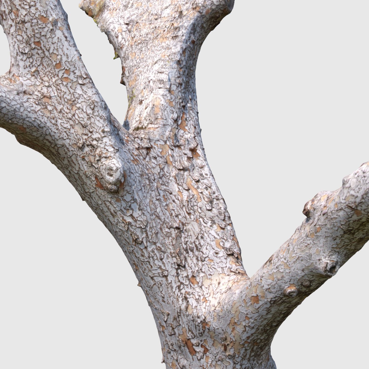 Dion Branch-3D scan 3D model_5