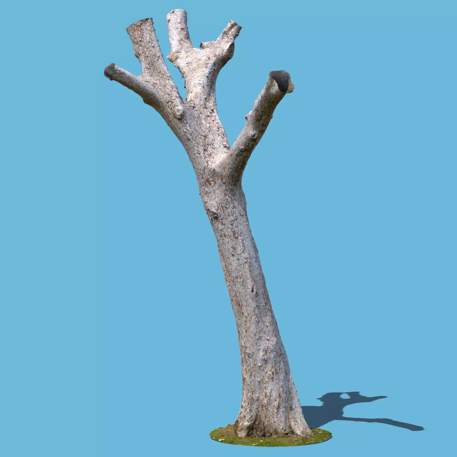 Dion Branch-3D scan 3D model_0