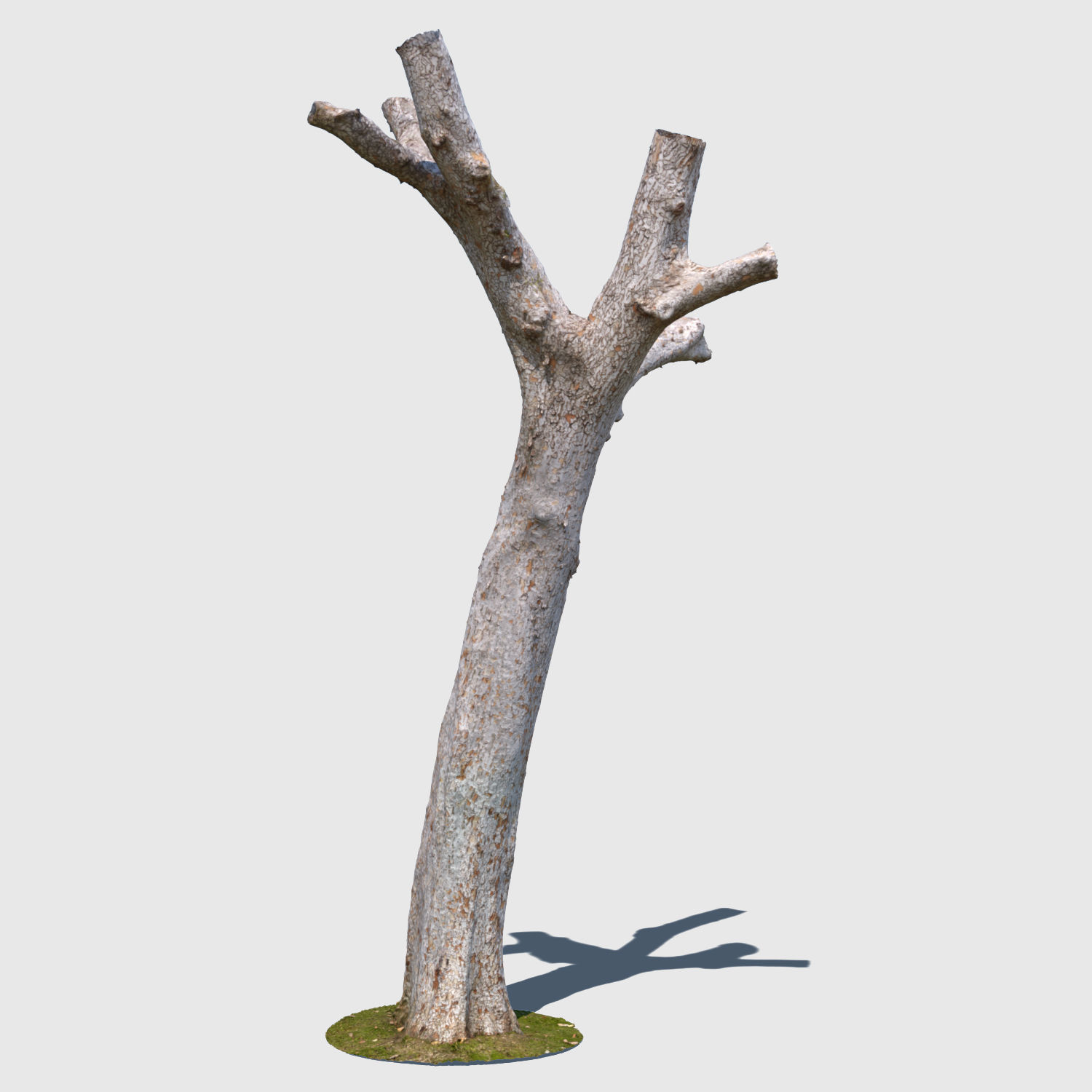 Dion Branch-3D scan 3D model_3