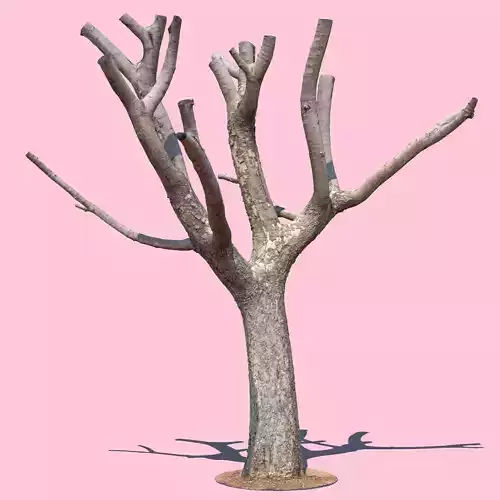 Michelle Branch-3D Scan