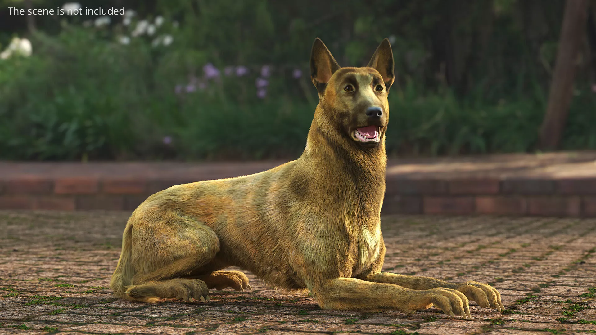 Shepherd Dog Gold Brindle Fur Rigged for Cinema 4D 3D model