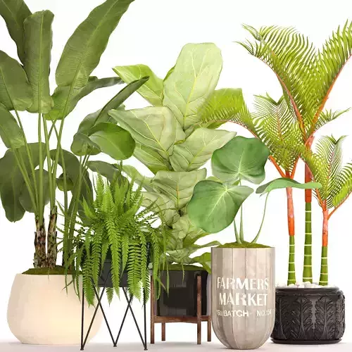 Collection plants in pots