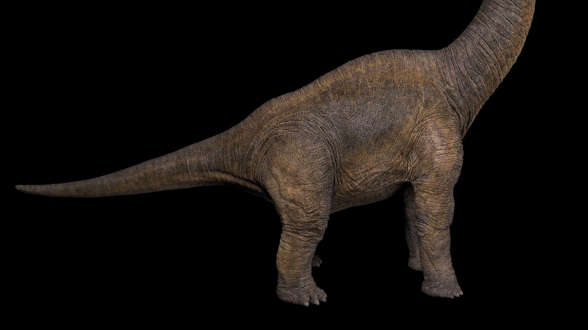 Brachiosaurus dinosaur Low-poly 3D model_1