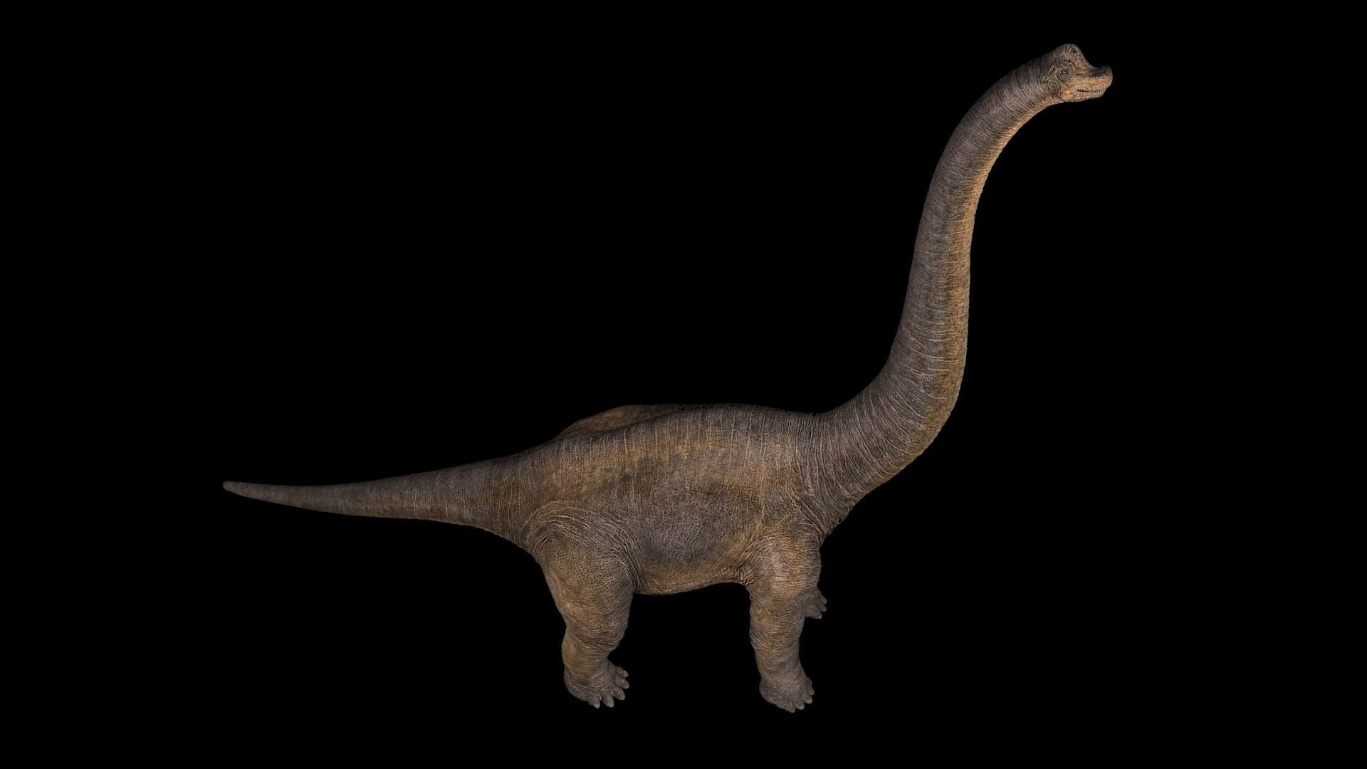Brachiosaurus dinosaur Low-poly 3D model_2