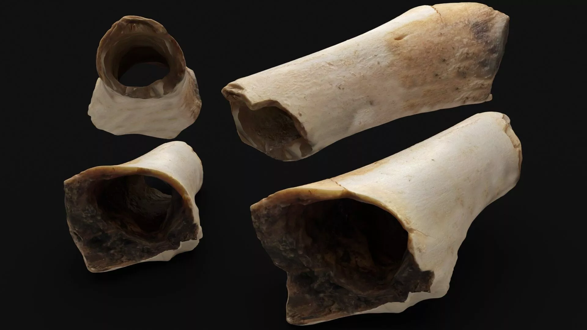 Weathered Hollow Animal Bone 3D model
