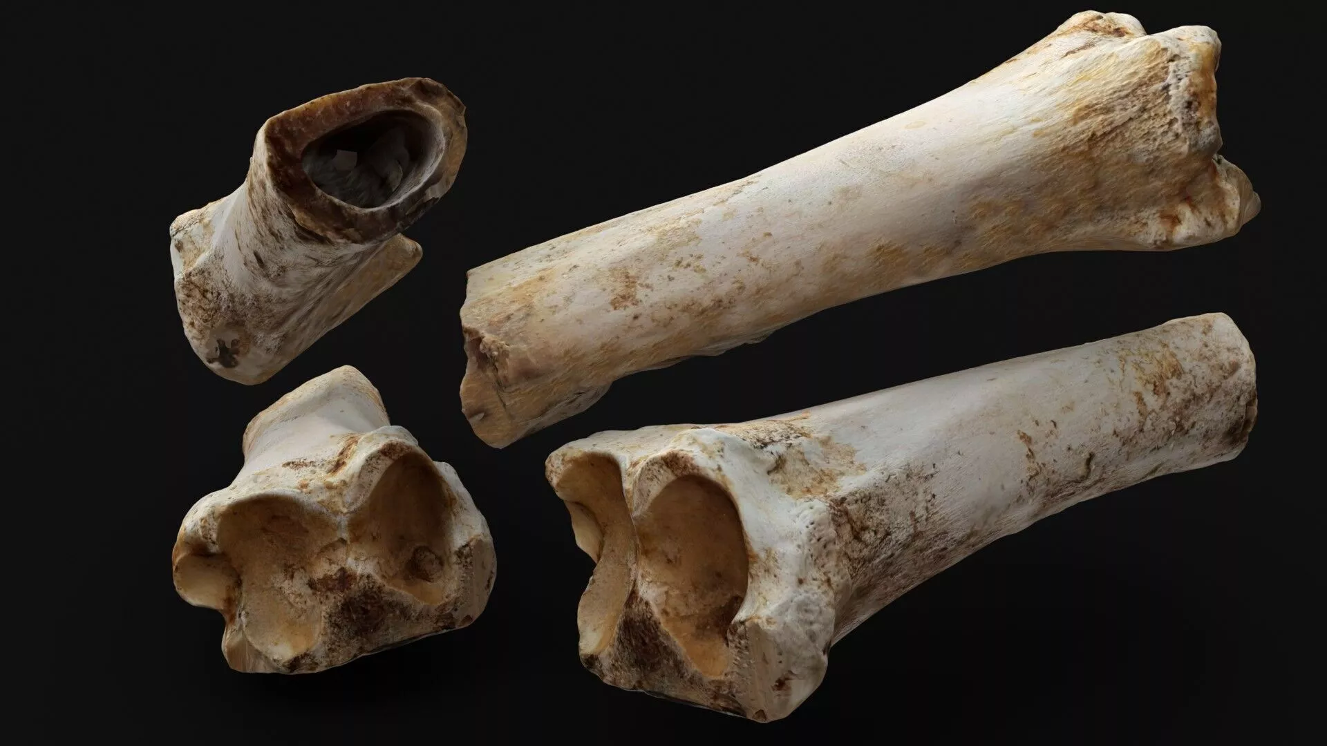 Fossilized Animal Bone 3D model
