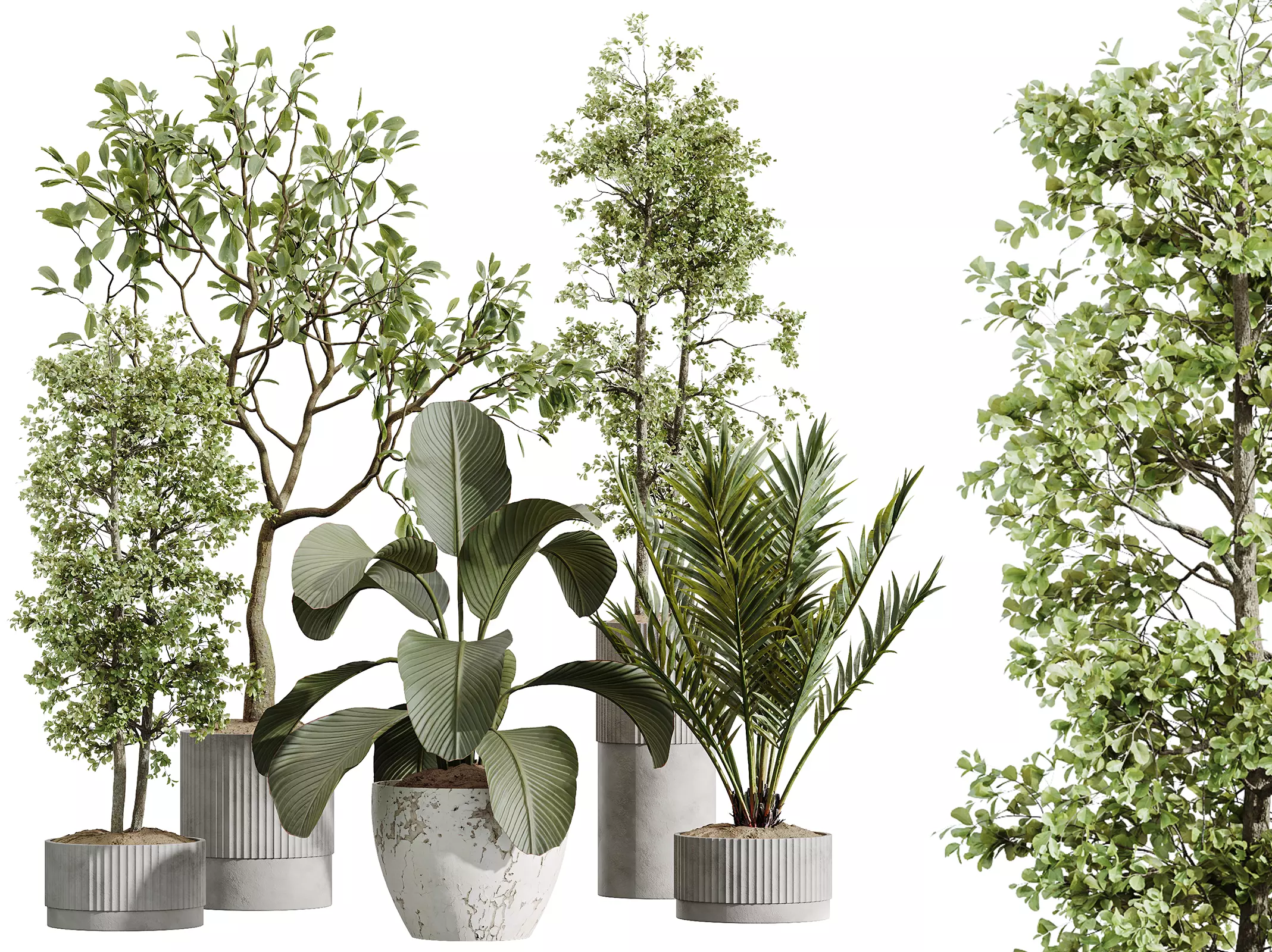 AV Indoor Plants Set 489 PalmCalathea Lutea Olive Ficus 3D model