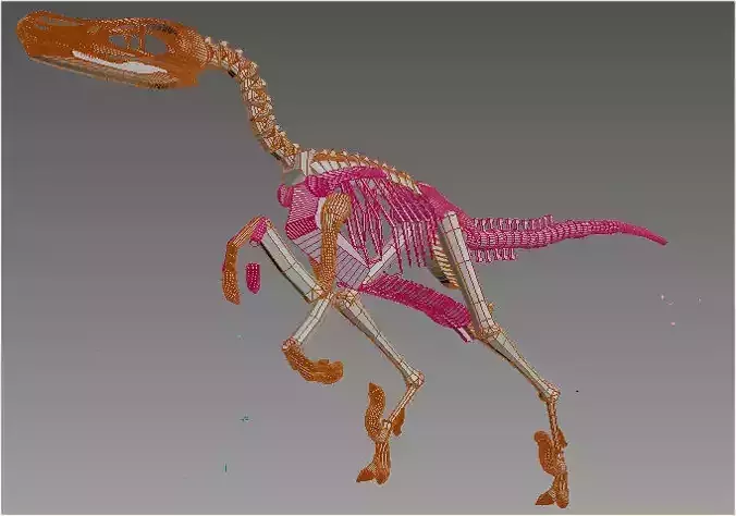 Dinosaurs skeleton of dinosaur 3D print model