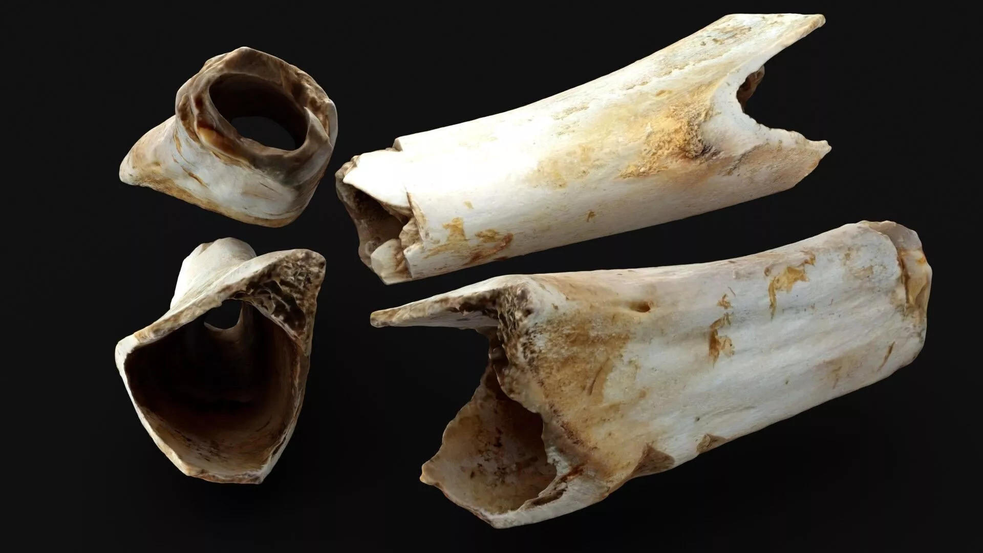 Fractured Hollow Marrow Bone 3D model