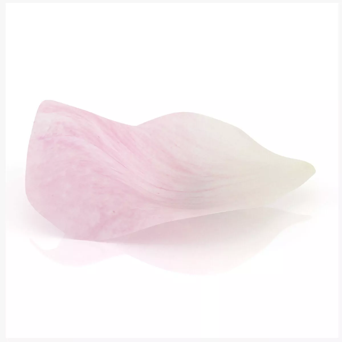 Rose petal pink romantic decor Low-poly 3D model