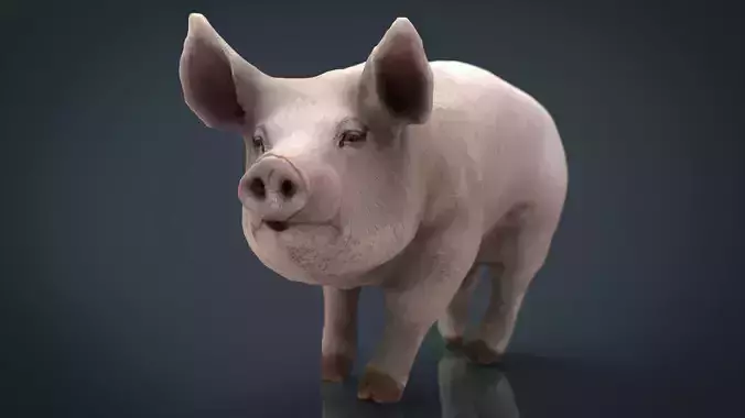Realistic Pig
