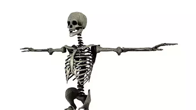 SKELETON Free low-poly 3D model