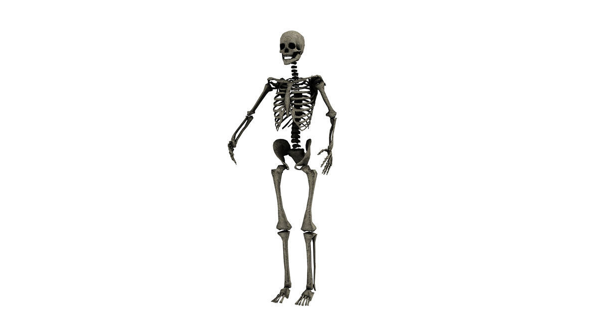 SKELETON Free low-poly 3D model_3