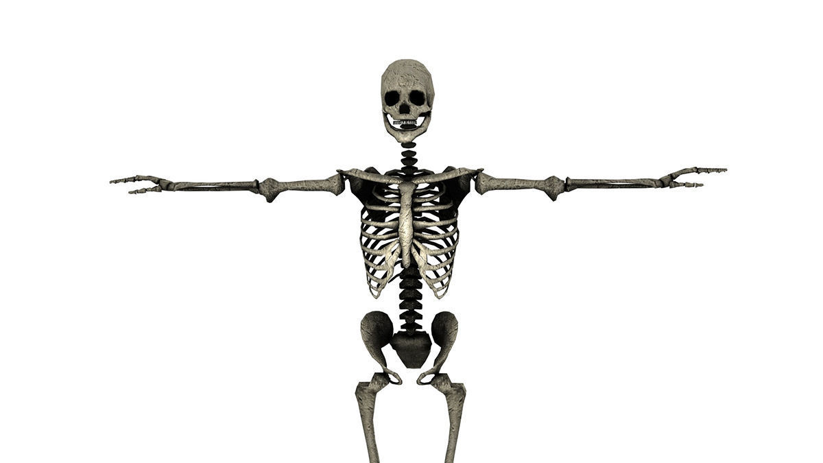 SKELETON Free low-poly 3D model_2