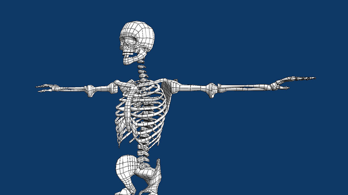 SKELETON Free low-poly 3D model_1