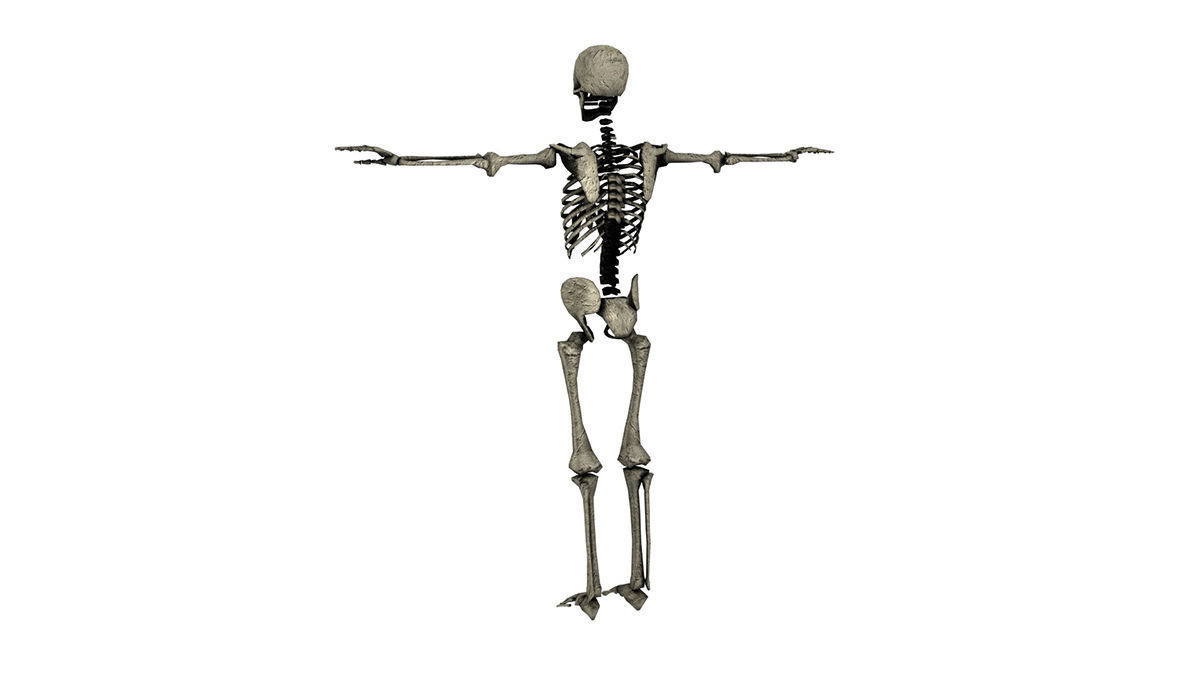 SKELETON Free low-poly 3D model_4