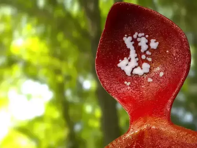 Carnivorous Plant 3D model