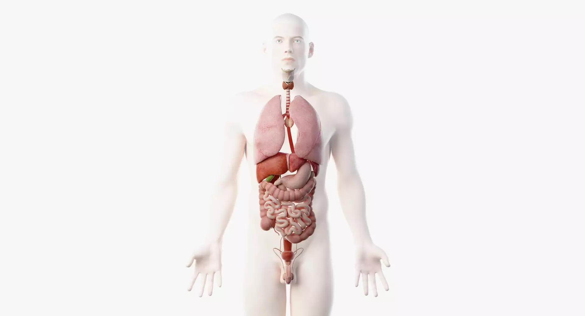 Organs System 3D model