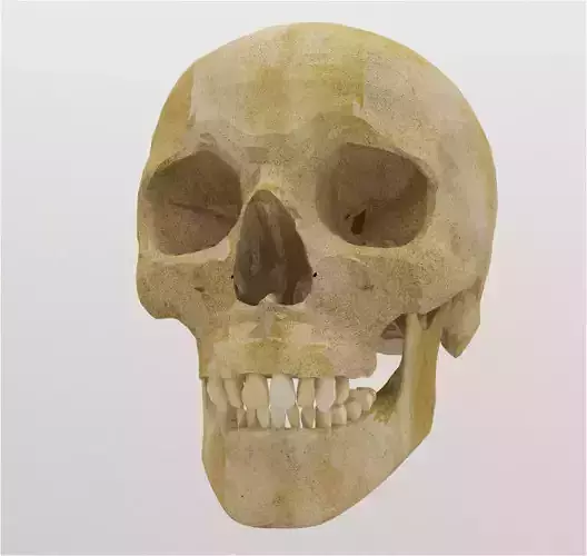 skull human 3D print model