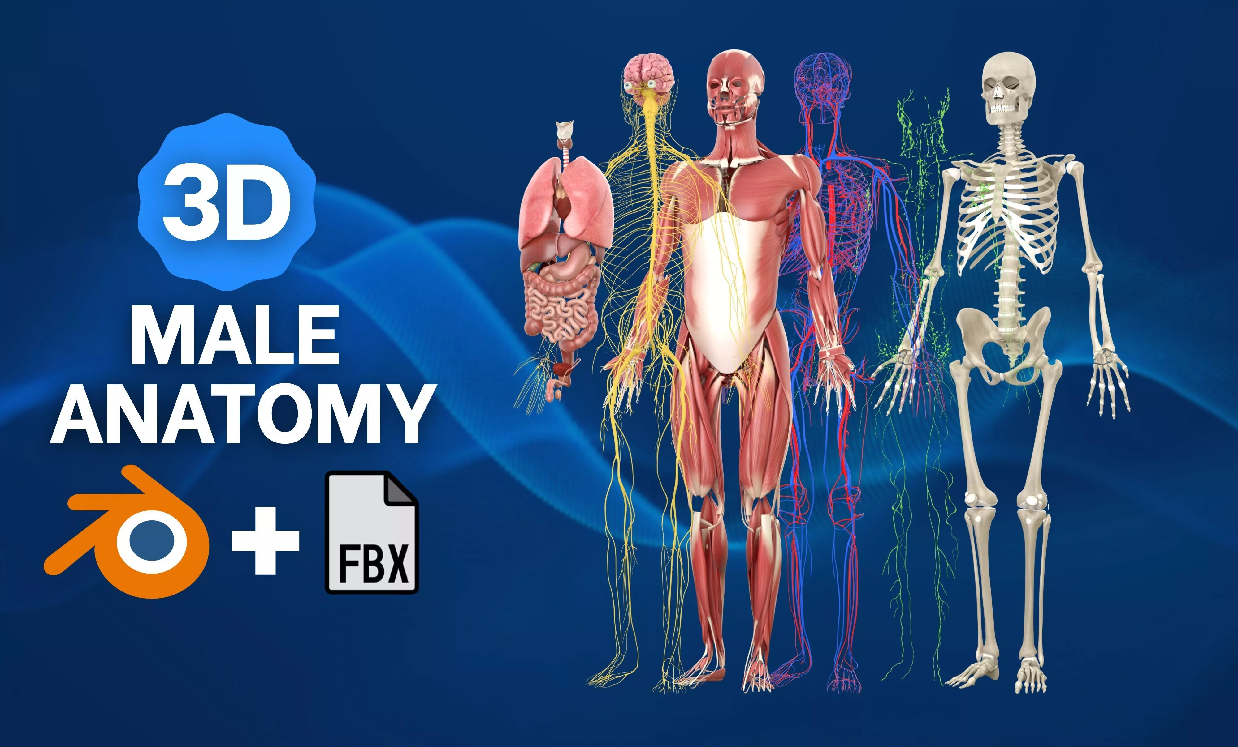 Complete Human Male Anatomy Collection 3D Model Low-poly 3D model