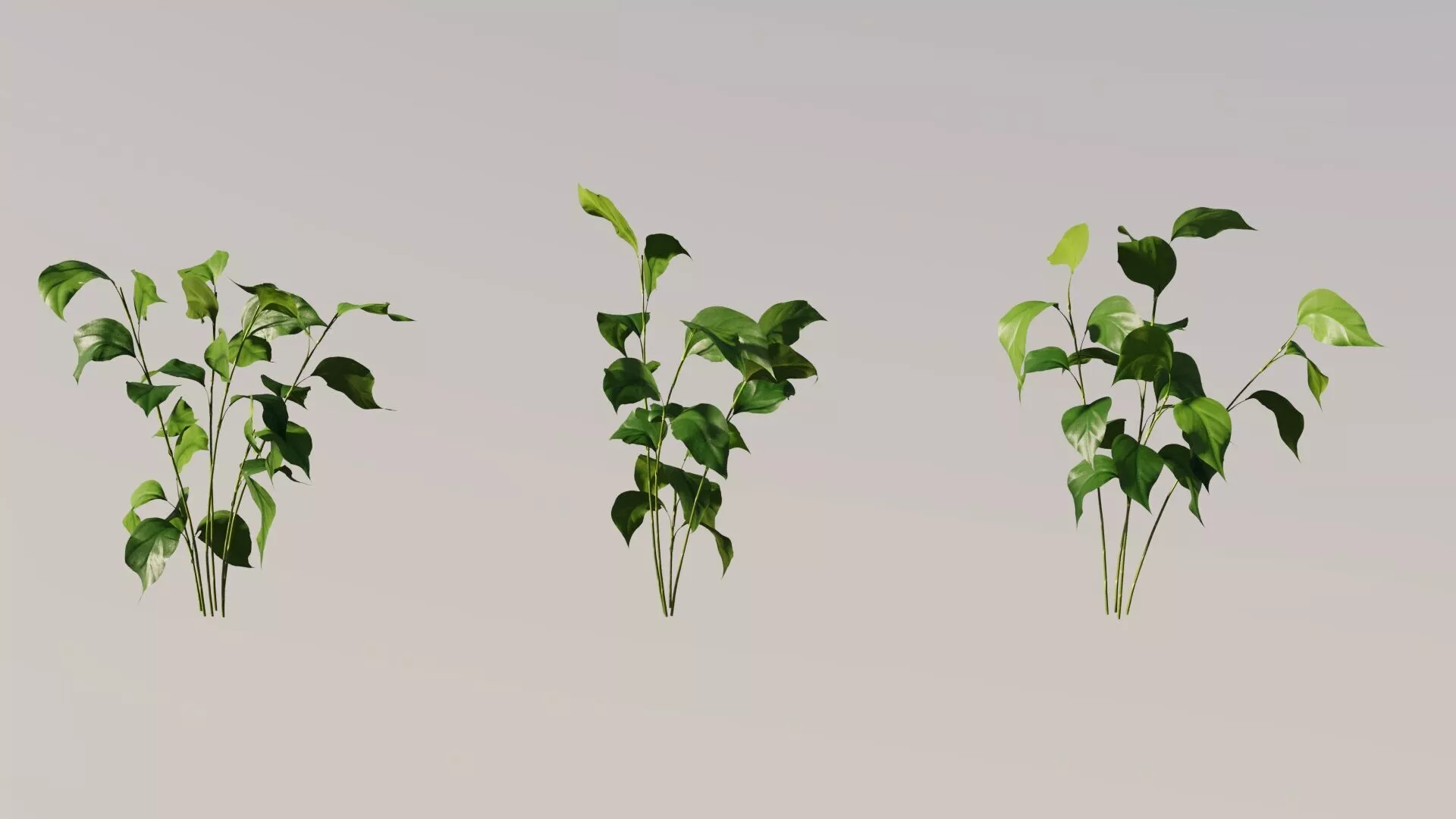 Calathea Lutea - Cigar Calathea 3D Models Animation Loop 3D model