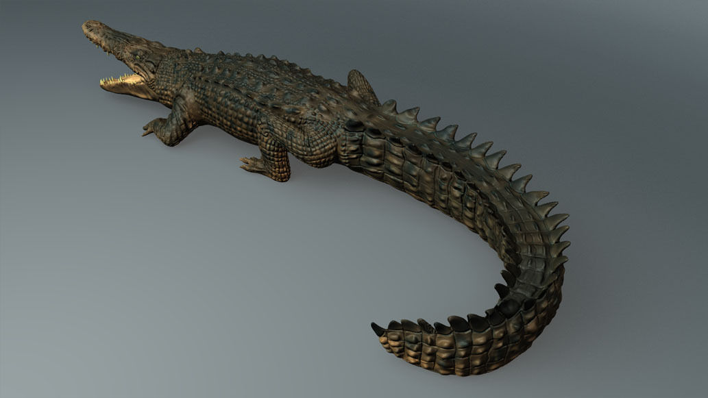 Salt Water Crocodile - Owen moloney 3D model_1
