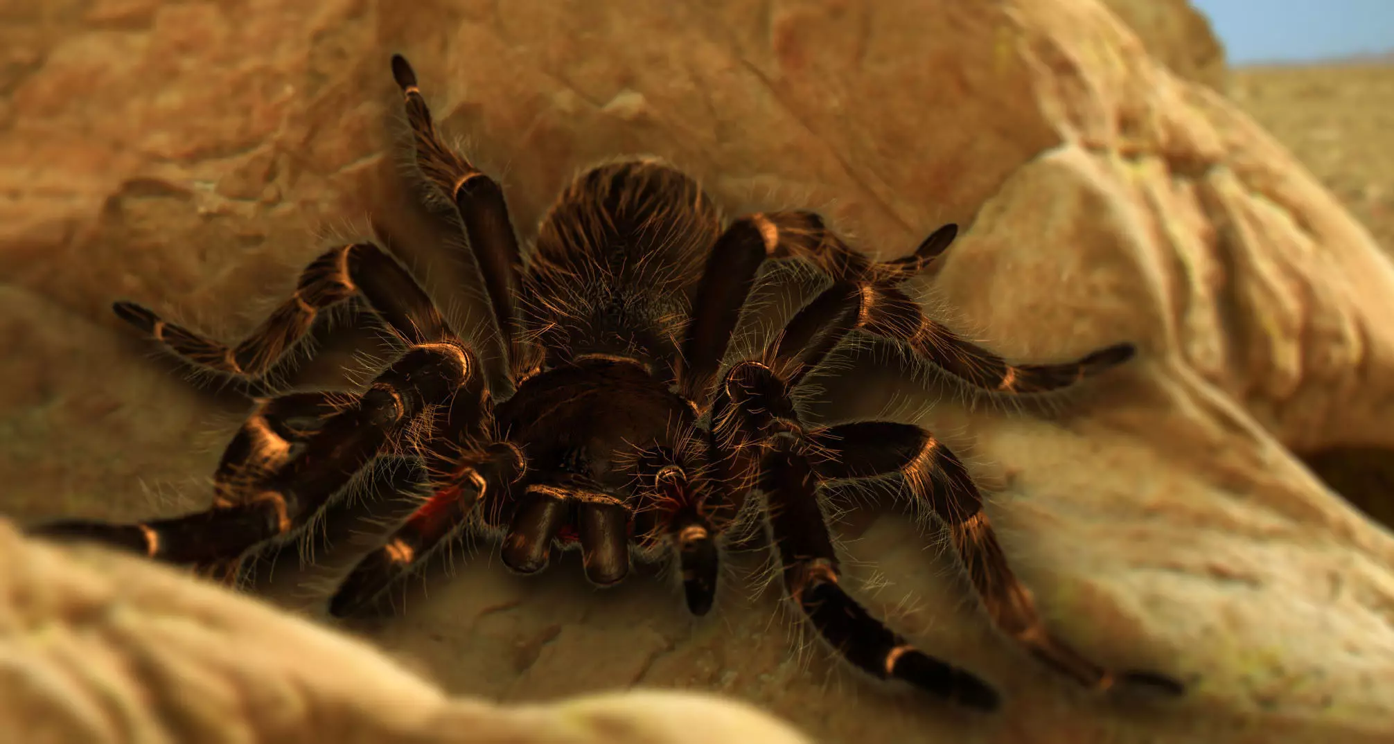 Goliath Bird Eating Spider - Owen Moloney Low-poly 3D model_0