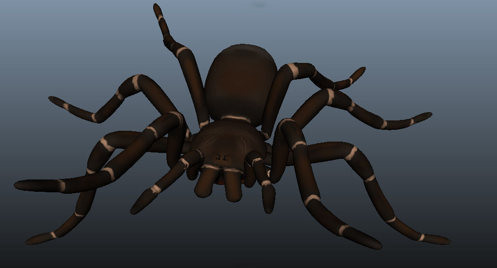 Goliath Bird Eating Spider - Owen Moloney Low-poly 3D model_1