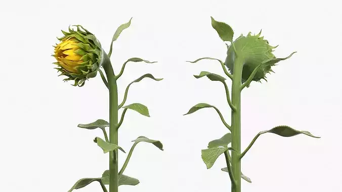 Curved Sunflower Bud Growing 3D model 5