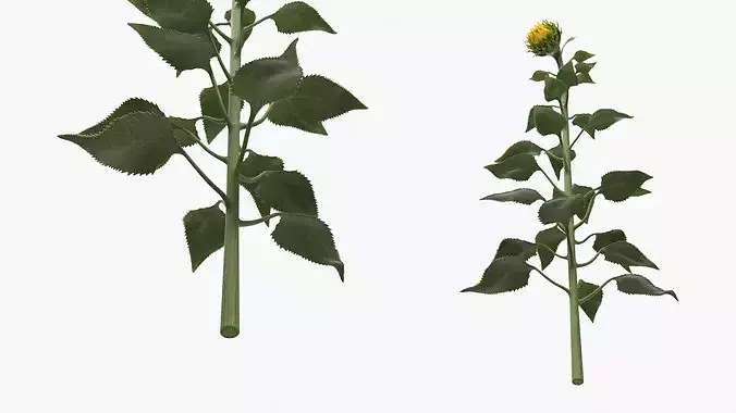 Curved Sunflower Bud Growing 3D model 6