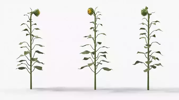 Curved Sunflower Bud Growing 3D model 2