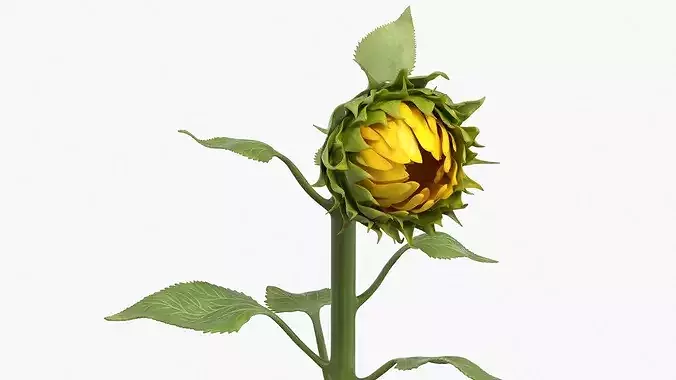 Curved Sunflower Bud Growing 3D model