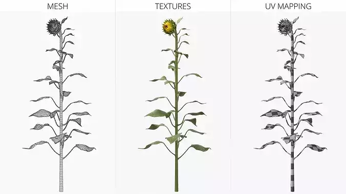 Curved Sunflower Bud Growing 3D model 7
