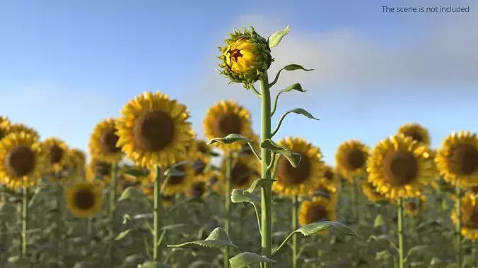 Curved Sunflower Bud Growing 3D model 3