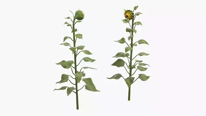 Curved Sunflower Bud Growing 3D model 4