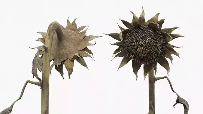 Dead Sunflower Stem Bent 3D model 3