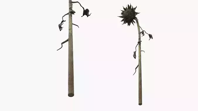 Dead Sunflower Stem Bent 3D model 5