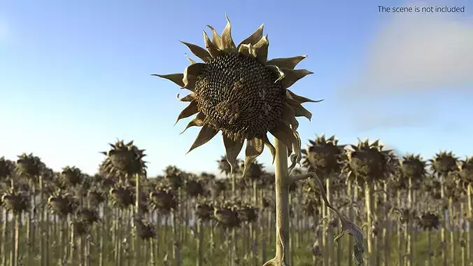 Dead Sunflower Stem Bent 3D model