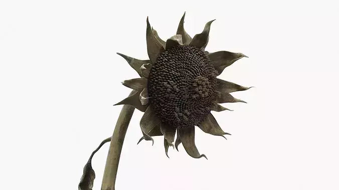 Dead Sunflower Stem Bent 3D model 4